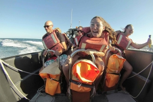 Noosa Heads: Ocean Adventure & Dolphin Safari