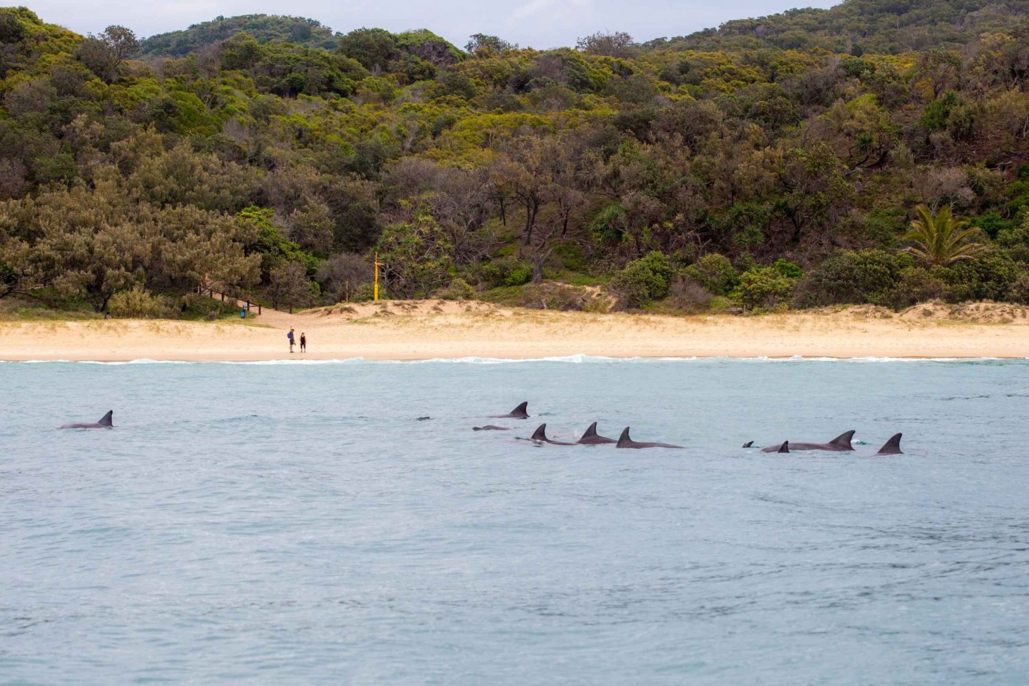 Noosa Heads: Ocean Rider Dolphin Safari