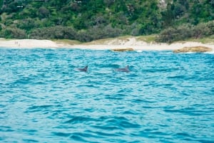 Noosa Heads : Ocean Rider Dolphin Safari