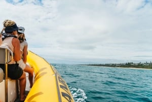 Noosa Heads: Ocean Rider dolfijnsafari