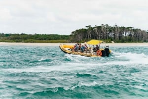 Noosa Heads: Safari de Delfines Ocean Rider