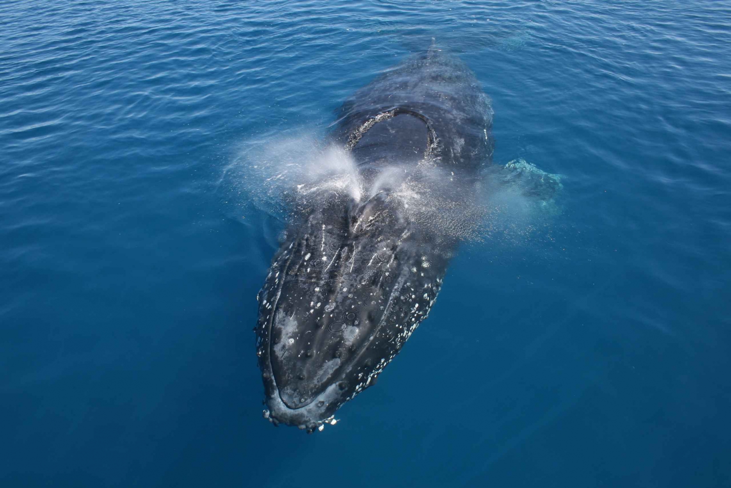 Noosa: visite d'observation des baleines à bosse