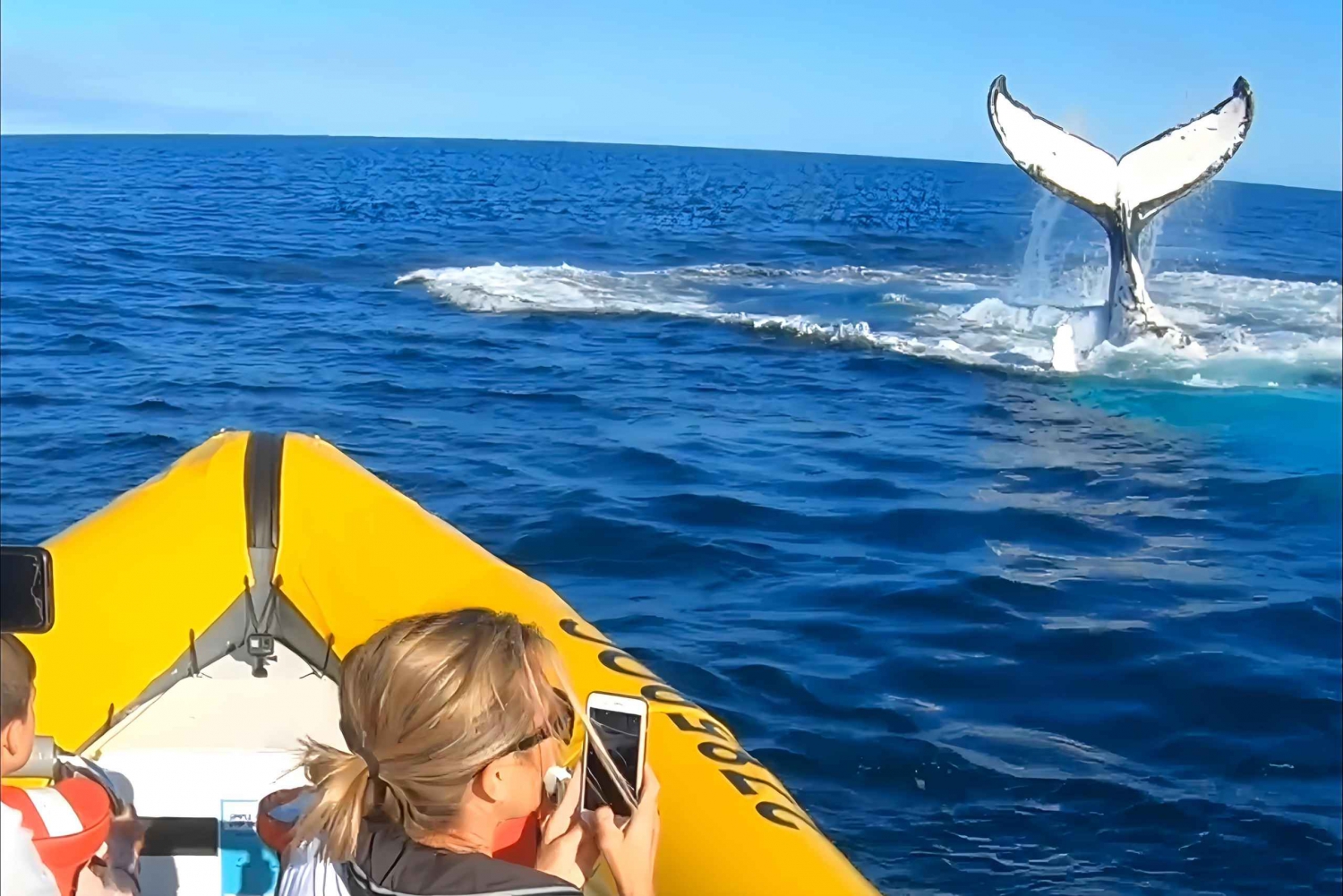 Noosa: Noosa Whale Watching tour