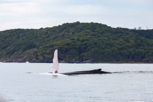 Noosa: Humpback Whale Watching Tour