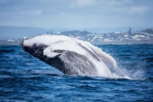 Noosa: tour de avistamiento de ballenas jorobadas