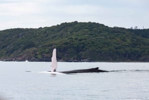 Noosa: excursão de observação de baleias jubarte