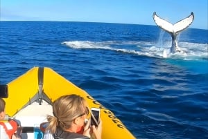Noosa: Noosa Whale Watching tour
