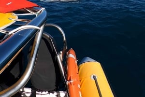 Noosa: Noosa Whale Watching tour