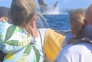 Noosa: Noosa Whale Watching tour