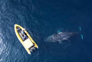 Noosa: Noosa Whale Watching tour