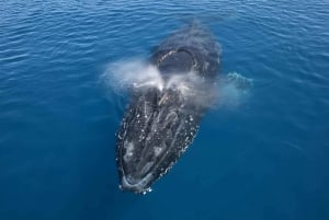 Noosa: Noosa Whale Watching tour