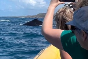 Noosa: Noosa Whale Watching tour