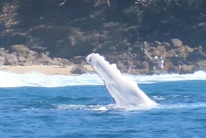 Noosa: Noosa Whale Watching tour