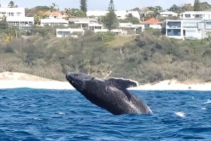Noosa: Noosa Whale Watching tour