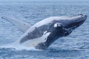 Noosa: Noosa Whale Watching tour