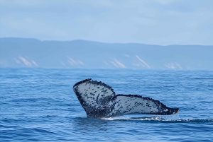 Noosa: Noosa Whale Watching tour