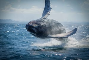 Noosa: Noosa Whale Watching tour