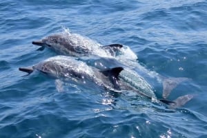 ヌーサ:国立公園とイルカウォッチング・サファリ