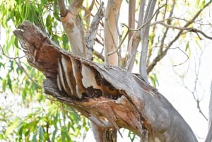 Noosa: Noosa River Eco Tour