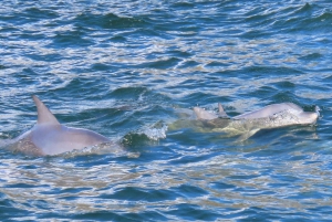 Noosa Ocean Adventure & Dolphin Safari.