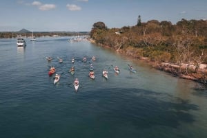 Noosa River: Mangroven und Herrenhäuser Geführte Kajaktour
