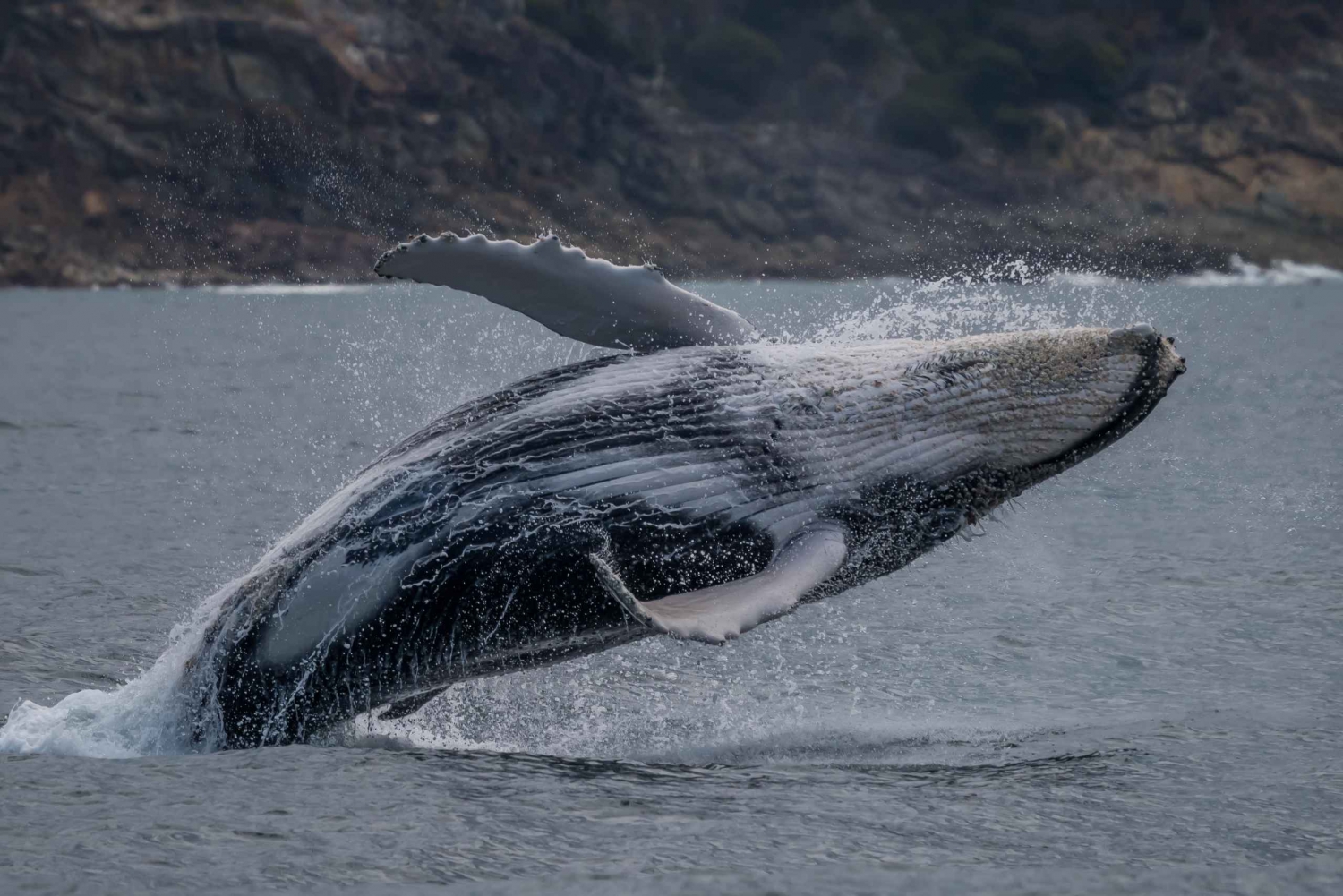 Obserwacja wielorybów w Noosa