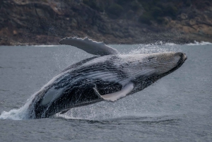 From Noosaville: Humpback Whale Watching Cruise