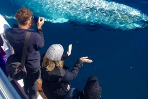 Obserwacja wielorybów w Noosa