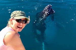 Observation des baleines à Noosa