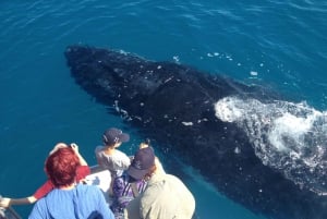 Avistamiento de ballenas en Noosa