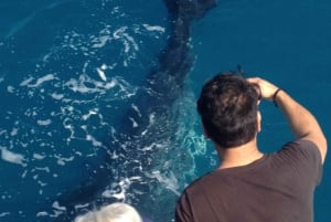 Observação de baleias em Noosa