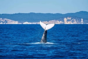 Observação de baleias em Noosa