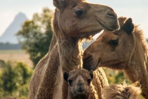 Sunshine Coast: Camels, Gin, and Beer Guided Tour