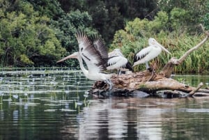 Sunshine Coast : Eumundi et les Everglades de Noosa avec croisière fluviale