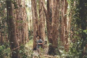 Sunshine Coast : Eumundi et les Everglades de Noosa avec croisière fluviale