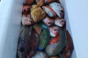 Sunshine Coast: Fisketure