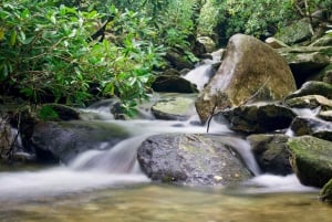 Sunshine Coast: Privat 4WD Jeep-tur i Hinterland Adventure