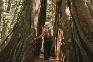 Sunshine Coast: Hinterland Country Drive Tour Inc. Lunch