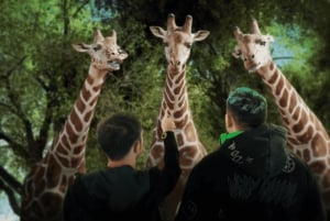 Sunshine Coast: Hologram Zoo Africa Adventure