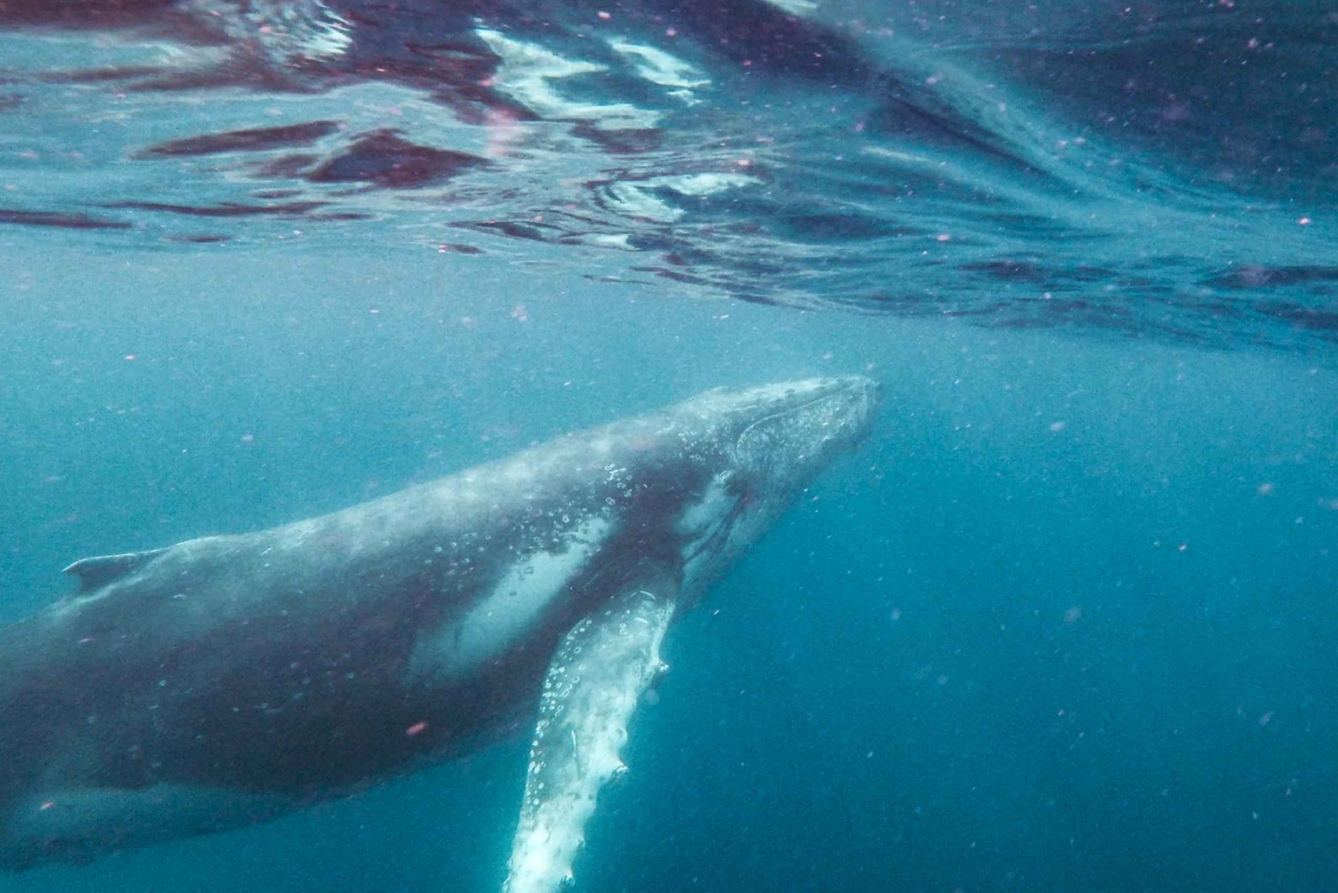 Sunshine Coast : Croisière et baignade avec les baleines à bosse