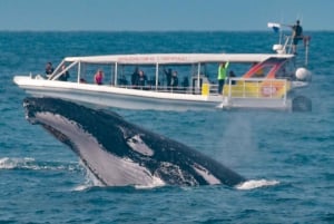 Sunshine Coast : Croisière et baignade avec les baleines à bosse