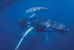 Costa Sunshine: Crucero y baño con ballenas jorobadas