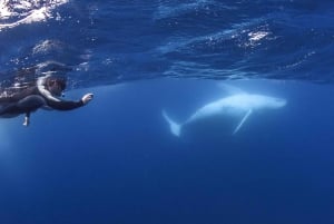 Sunshine Coast: Bootsfahrt und Schwimmen mit Buckelwalen