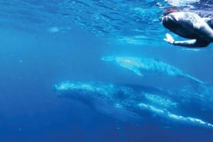 Sunshine Coast: Risteily ja uinti kyttyrävalaiden kanssa