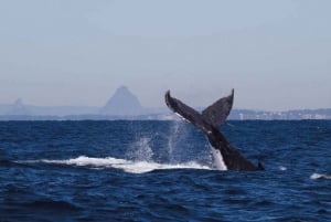 Sunshine Coast: Kryssning och simning med knölvalar