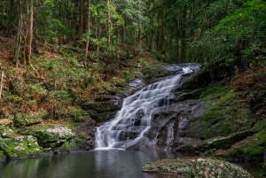 Sunshine Coast: Maleny Village and Kondalilla Falls Tour