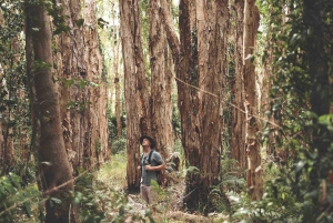 Sunshine Coast: Noosa Everglades, Hinterland & Boat Cruise: Noosa Everglades, Hinterland & Boat Cruise