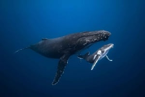 Swim with Humpback Whales: Sunshine Coast