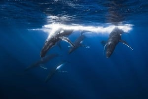 Swim with Humpback Whales: Sunshine Coast