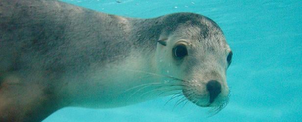 Underwater World